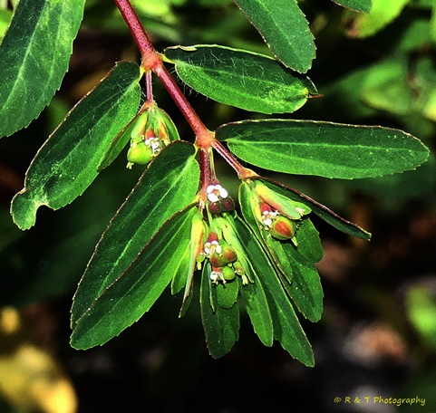 {Euphorbia nutans}